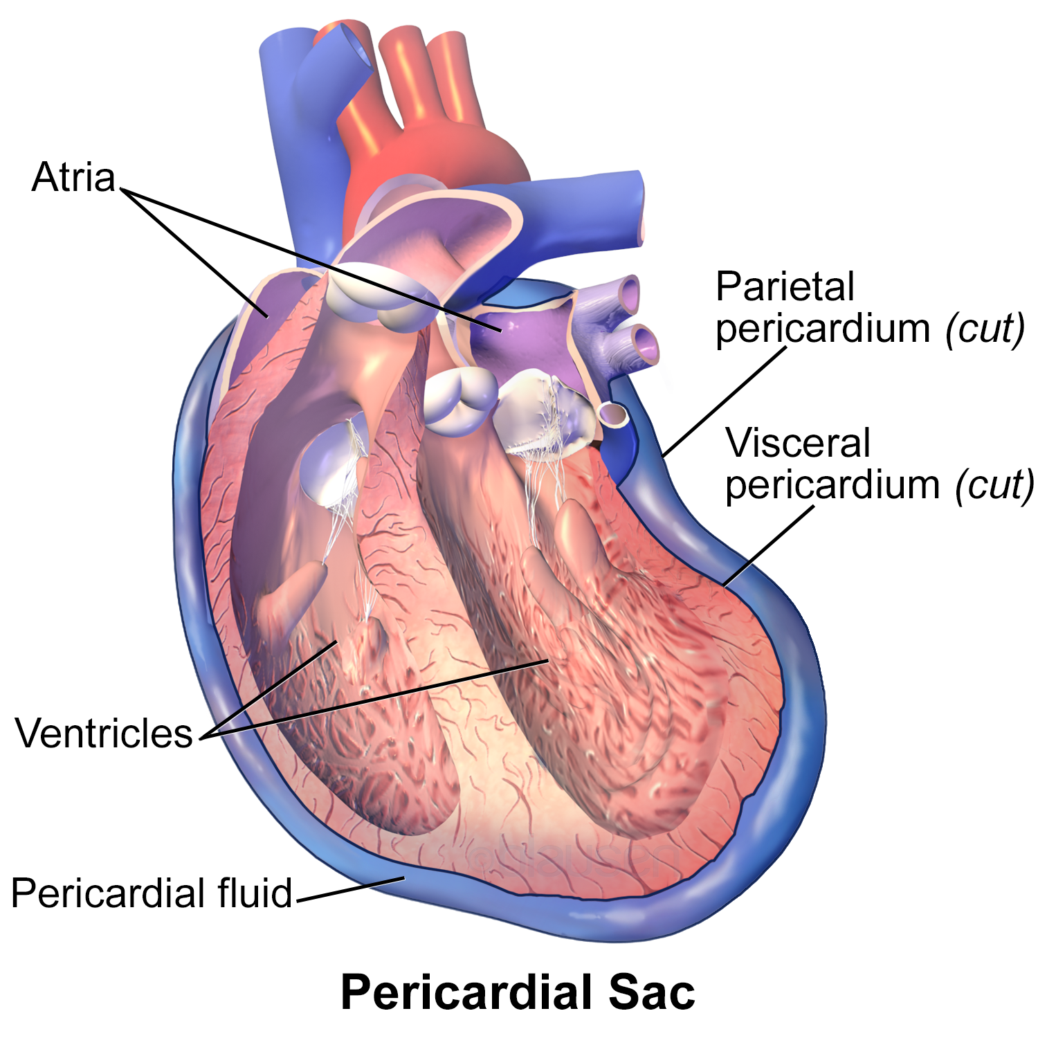 Pericardium The Heart Protector Dr Elizabeth Cox Nd Lac
