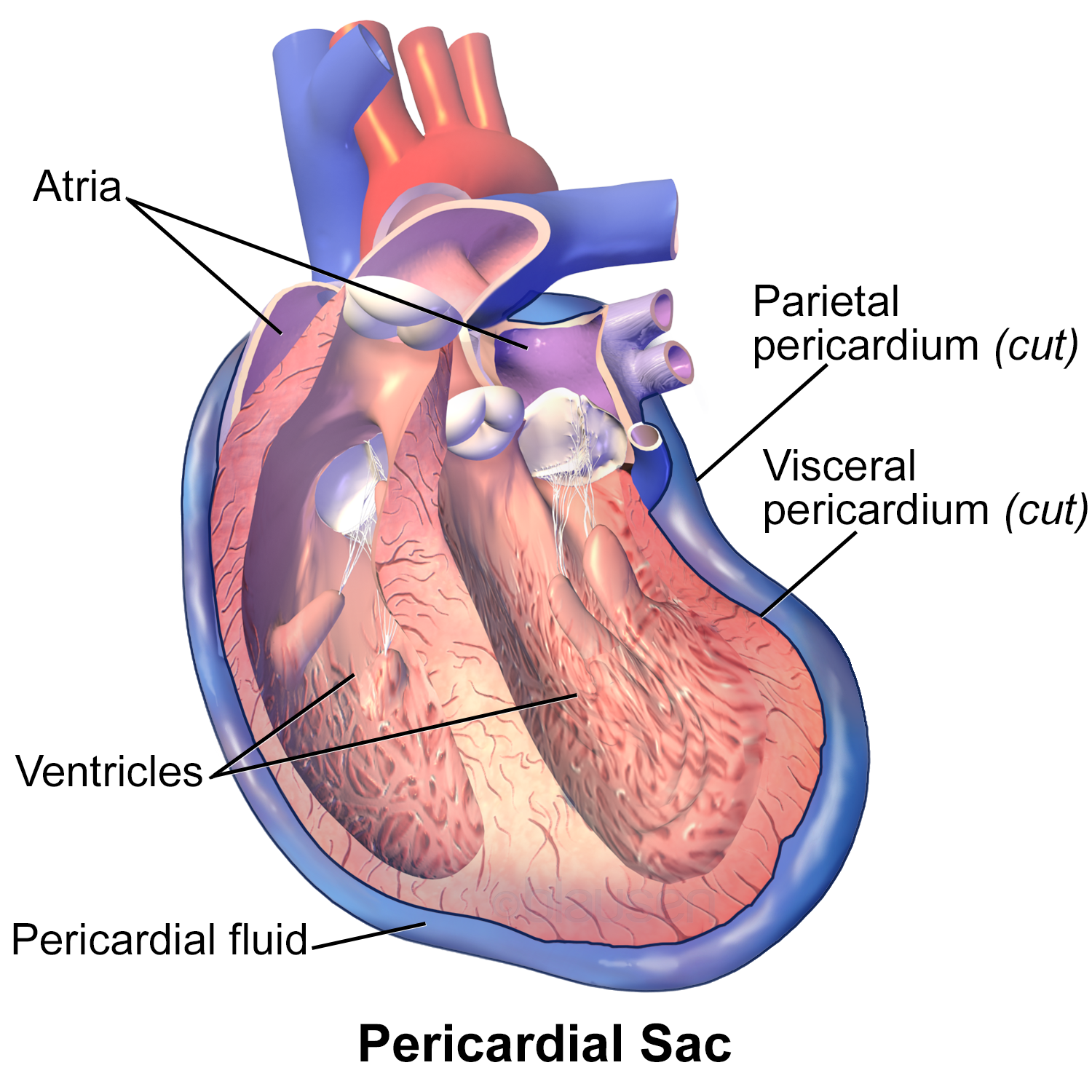 pericardium-the-heart-protector-dr-elizabeth-cox-nd-lac